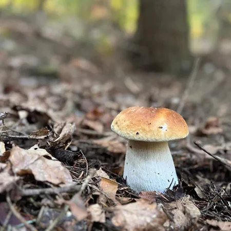 U Bogatki Glamping & To Klimatyczny, Drewniany Dla Maksymalnie 7 Osob Z Kapielami I Zabiegami Termalnym Spa, Polozony, W Lesie Niedaleko Jeziora Roznowskiego Grodek Nad Dunajcem, Idealny Na Relaks W Otoczeniu Natury Chalet