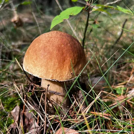 U Bogatki Glamping & To Klimatyczny, Drewniany Dla Maksymalnie 7 Osob Z Kapielami I Zabiegami Termalnym Spa, Polozony, W Lesie Niedaleko Jeziora Roznowskiego Grodek Nad Dunajcem, Idealny Na Relaks W Otoczeniu Natury *